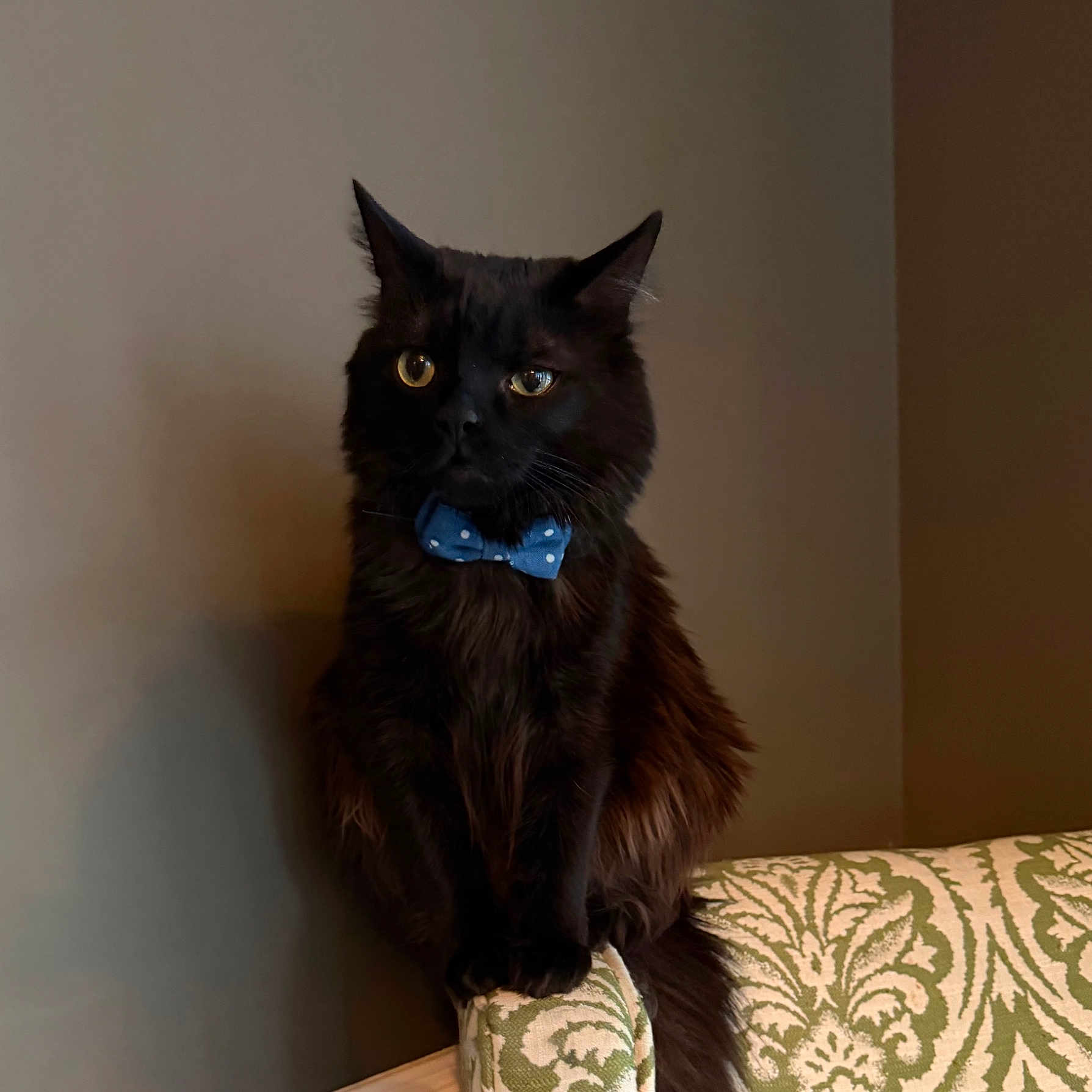 Peanut is registered to the contest to win money with this photo: black_cat, cat, bow_tie, polka_dot, furniture, couch, indoor, pet, animal, portrait, sitting, domestic_cat, whiskers, ears, fur, eyes, mammal, cute, companion, household