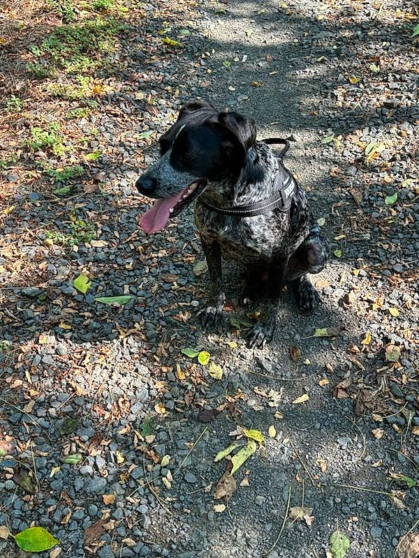 Ulyss a rejoint le concours — aidez-le/la à gagner de superbes lots ! adventure, borador, carnivore, collar, dog, dog_breed, dog_collar, grass, guard_dog, hunting_dog, non_sporting_group, plant, retriever, road_surface, shadow, soil, sporting_group, tail, terrestrial_animal, working_animal