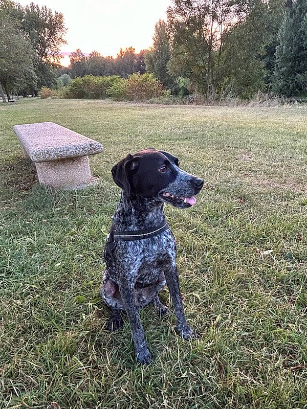 Ulyss participe au concours pour gagner de l'argent avec cette photo : braque_francais, carnivore, collar, companion_dog, dog, dog_breed, dog_collar, fawn, grass, grassland, gun_dog, old_danish_pointer, plant, pointing_breed, sky, snout, sporting_group, tail, tree, working_animal