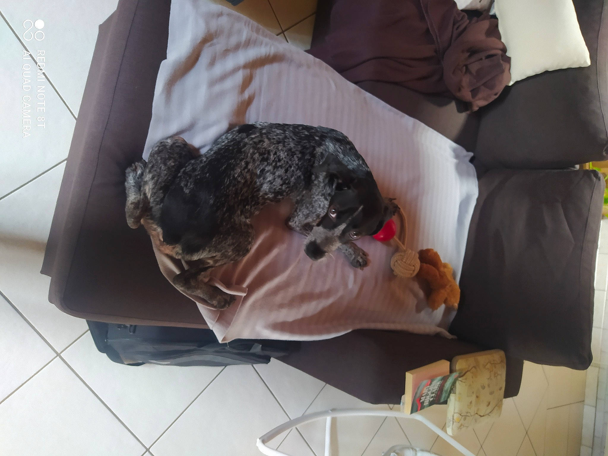 Ulyss a rejoint le concours — aidez-le/la à gagner de superbes lots ! canidae, carnivore, comfort, companion_dog, dog, dog_breed, fur, nap, pillow, room, sitting, sleeve, sporting_group, working_animal