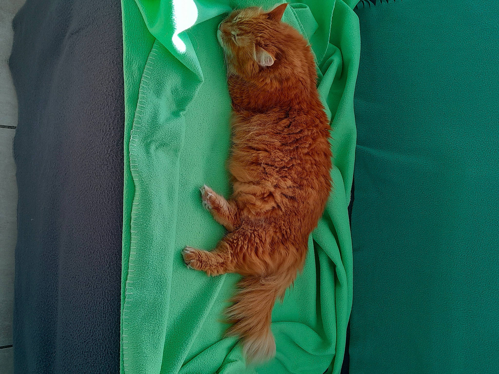 Batman participe au concours pour gagner de l'argent avec cette photo : aqua, bag, button, electric_blue, fashion_accessory, fawn, felidae, fur, jewellery, linens, pattern, plush, sleeve, small_to_medium_sized_cats, stuffed_toy, t_shirt, terrestrial_animal, whiskers, wool, wrist