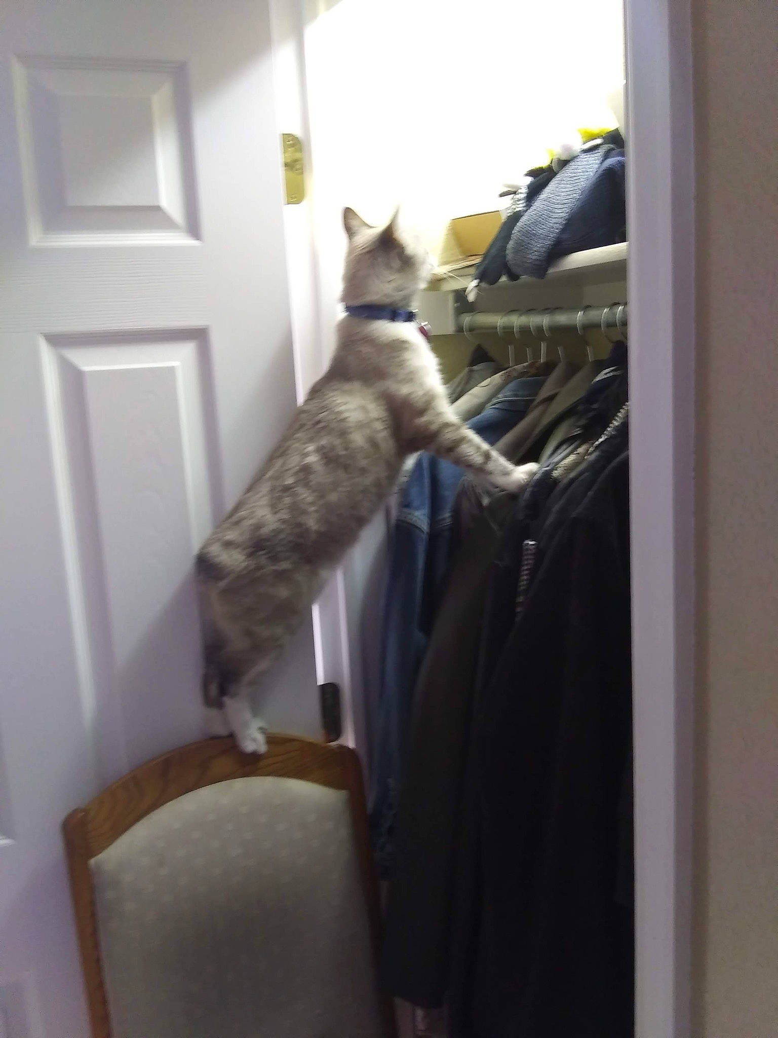 Sully joined the competition — help win amazing prizes! carnivore, cat, chair, comfort, dog_breed, domestic_short_haired_cat, door, felidae, flooring, fur, grey, hardwood, mammal, room, small_to_medium_sized_cats, sporting_group, tail, vertebrate, whiskers, wood