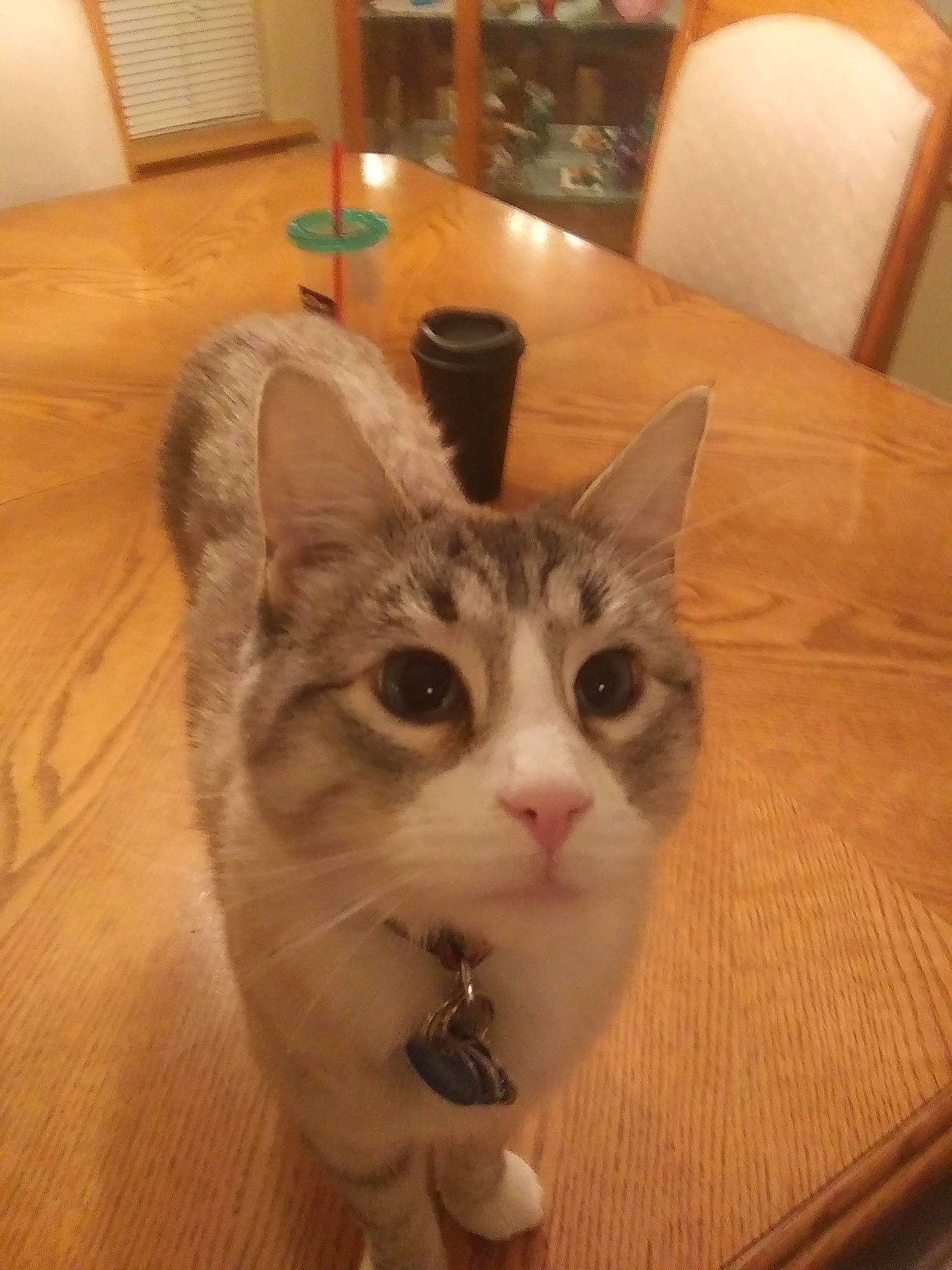 Sully joined the competition — help win amazing prizes! box, cardboard, carnivore, cat, domestic_short_haired_cat, fawn, felidae, floor, flooring, fur, hardwood, head, paw, small_to_medium_sized_cats, snout, table, varnish, whiskers, wood, wood_stain