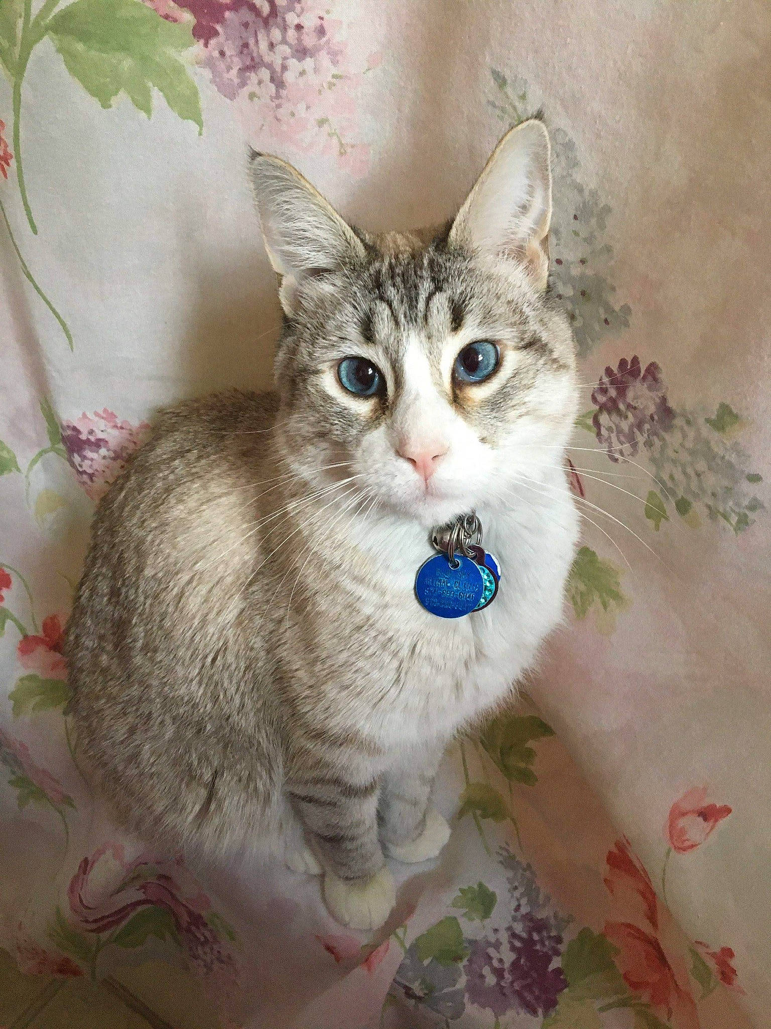 Sully is registered to the contest to win money with this photo: art, carnivore, cat, creative_arts, domestic_short_haired_cat, felidae, fur, illustration, internet_meme, iris, paint, pattern, paw, photo_caption, small_to_medium_sized_cats, snout, tail, terrestrial_animal, whiskers, window