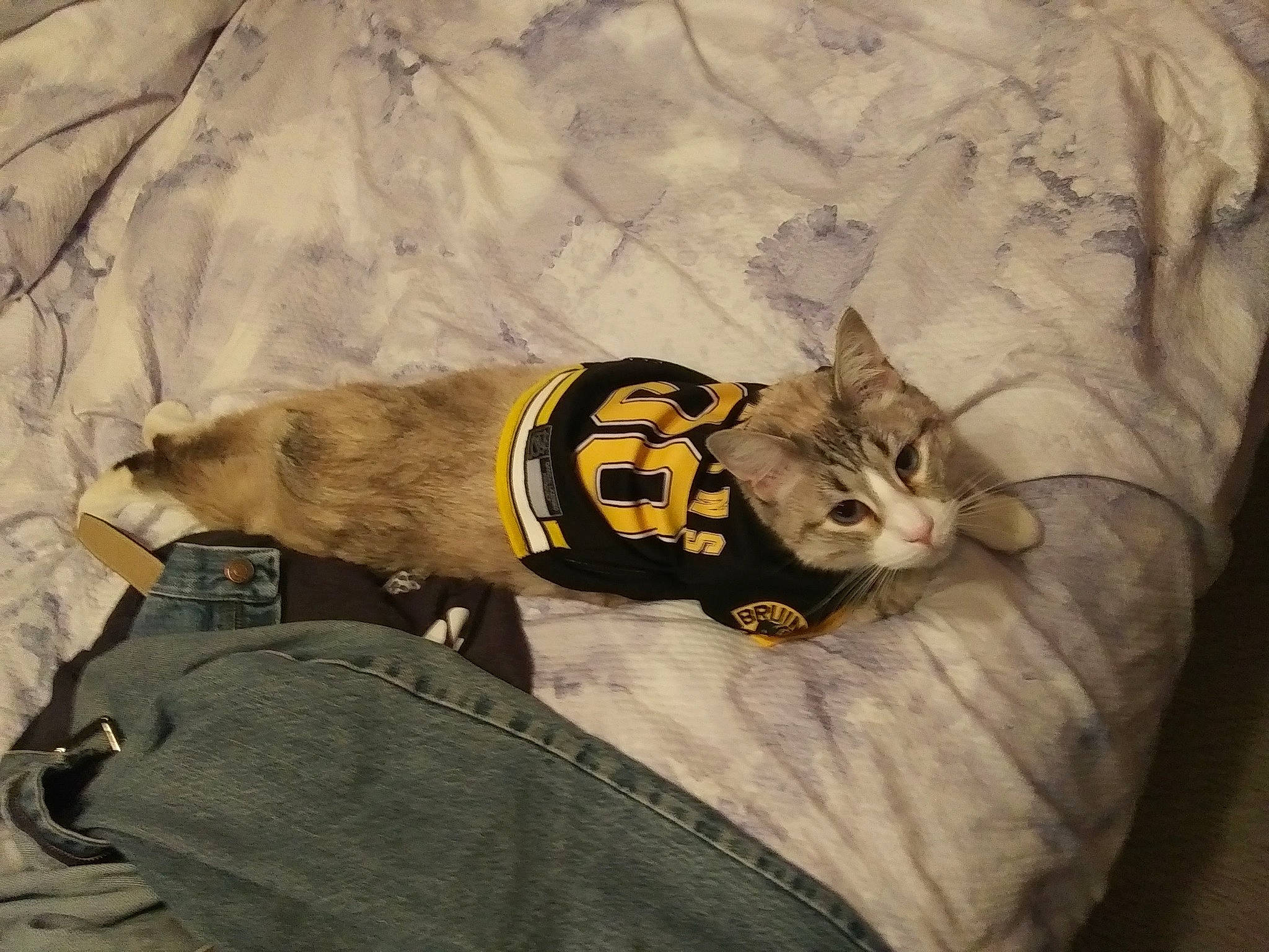 Sully joined the competition — help win amazing prizes! bag, baggage, carnivore, cat, comfort, domestic_short_haired_cat, fashion_accessory, fawn, felidae, fur, grey, linens, luggage_and_bags, sleeve, small_to_medium_sized_cats, sportswear, t_shirt, tail, vertebrate, whiskers