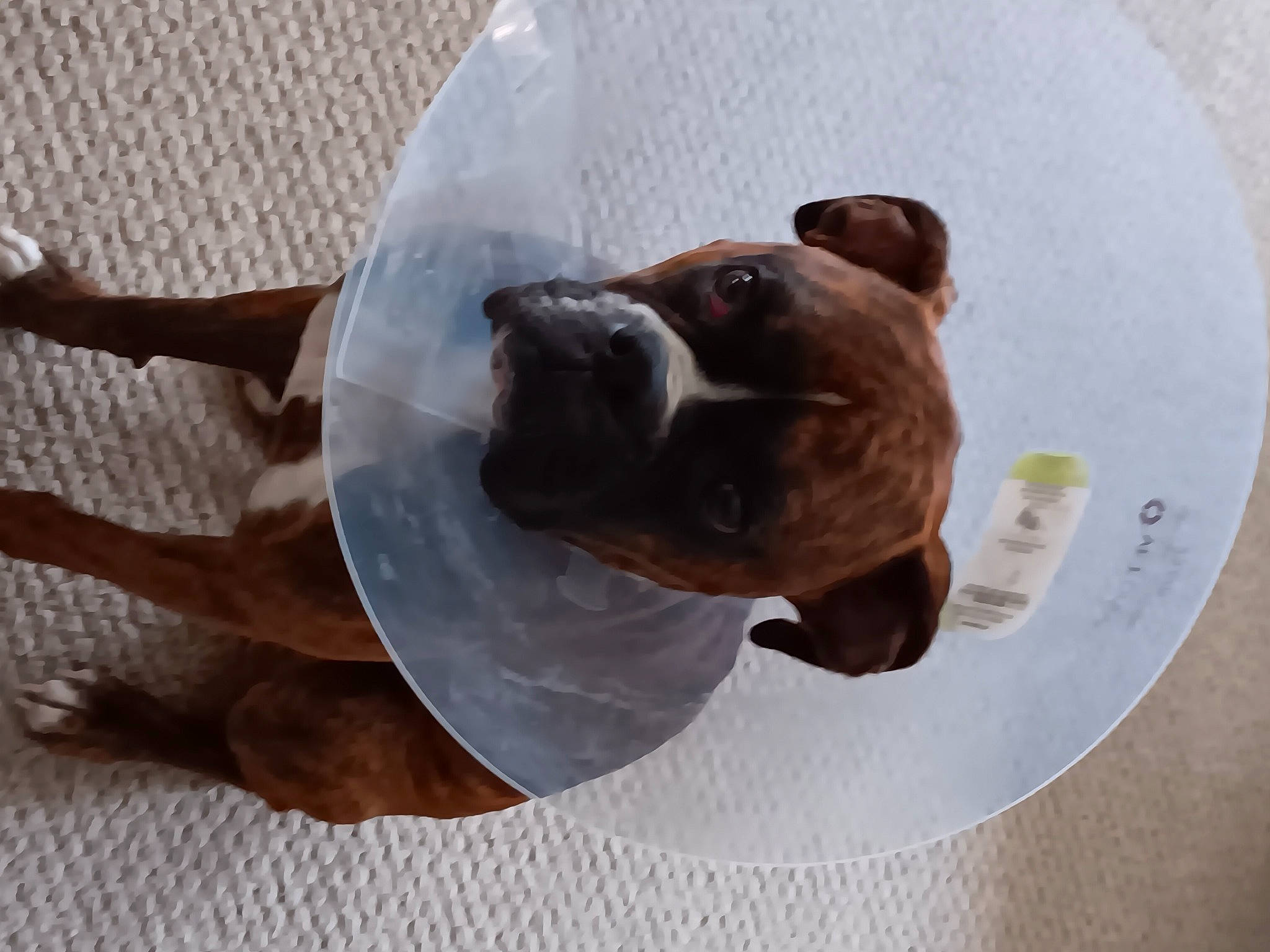 Dio joined the competition — help win amazing prizes! canidae, carnivore, circle, comfort, companion_dog, dog, dog_breed, dog_collar, ear, fawn, liver, non_sporting_group, paw, pet_supply, puppy, snout, sporting_group, tail, working_animal, wrinkle