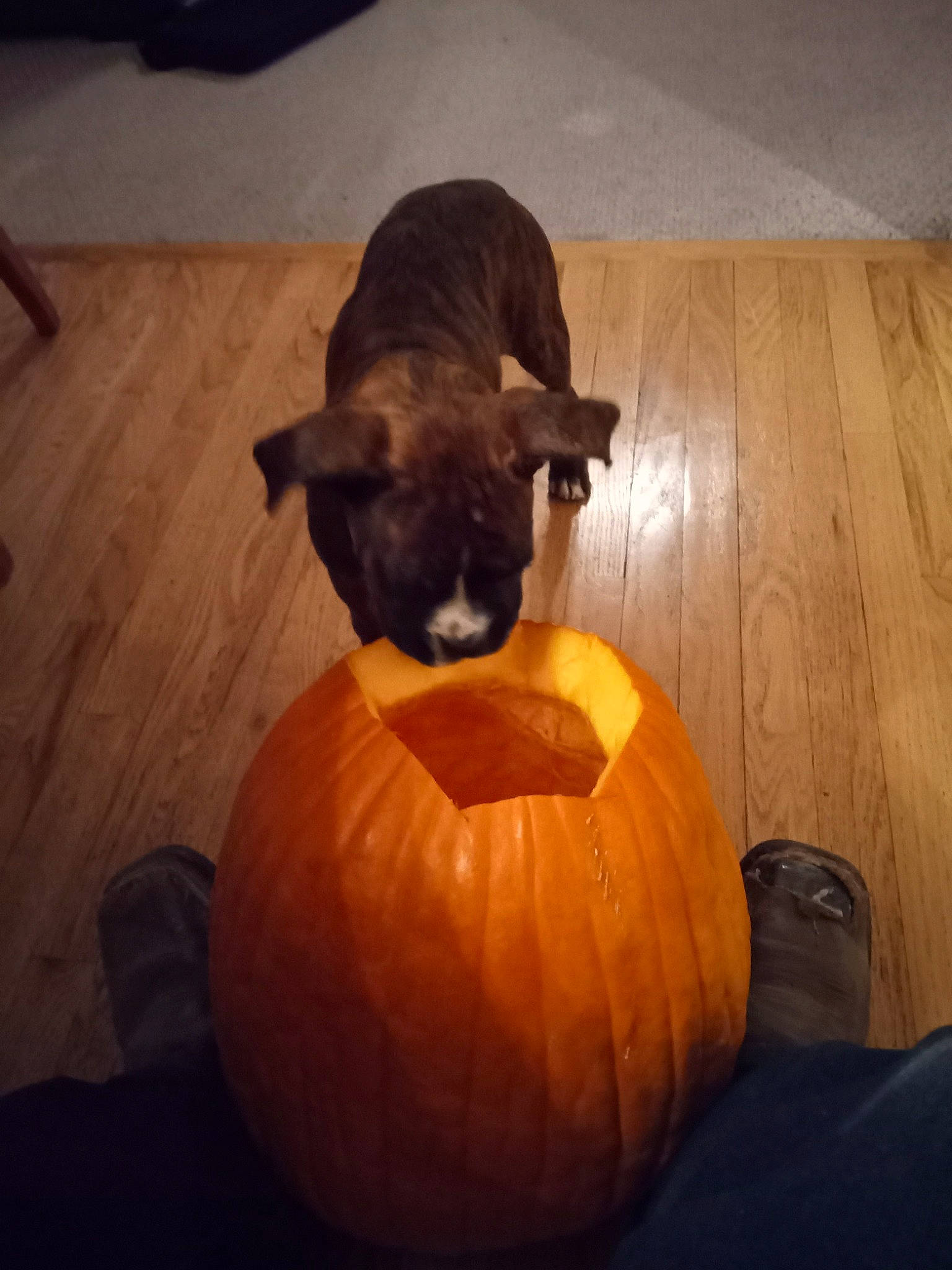 Dio is registered to the contest to win money with this photo: calabaza, carnivore, cloud, comfort, companion_dog, creative_arts, cucurbita, dog, dog_breed, fawn, felidae, flooring, gourd, hardwood, pumpkin, squash, tints_and_shades, vegetable, winter_squash, wood