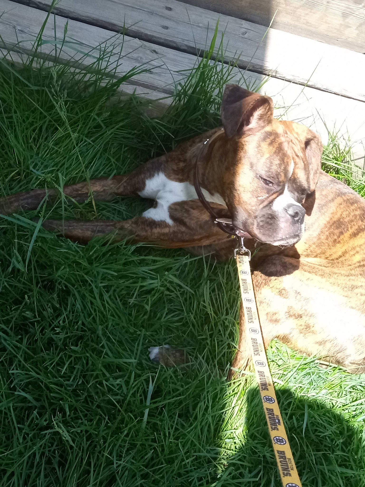 Dio joined the competition — help win amazing prizes! big_cats, carnivore, collar, companion_dog, dog_breed, fawn, felidae, fur, grass, liver, plant, small_to_medium_sized_cats, snout, sporting_group, terrestrial_animal, trunk, whiskers, wildlife, wood, working_animal