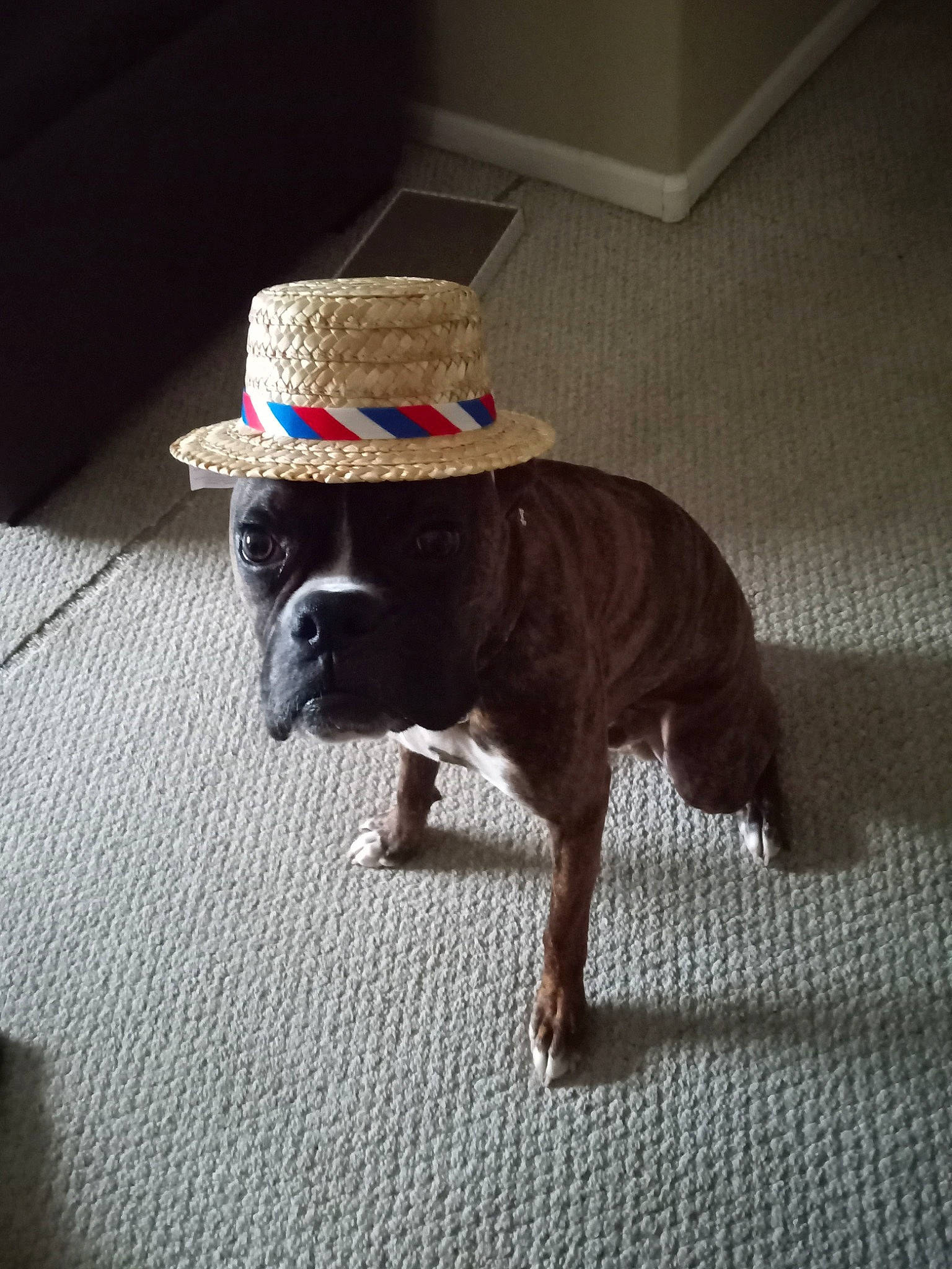 Dio joined the competition — help win amazing prizes! carnivore, companion_dog, dog, dog_breed, dog_collar, fawn, fedora, floor, flooring, hat, liver, pug, road_surface, snout, tail, tints_and_shades, toy_dog, wood, working_animal, wrinkle