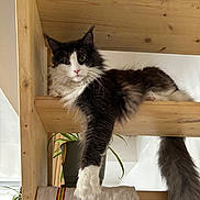 Taz participe au concours pour gagner de l'argent avec cette photo : animal, black_and_white, cat, cozy, curious, domestic, feline, fluffy, fur, home, indoor, long_tail, paw, pet, potted_plant, relaxed, resting, towel, whiskers, wooden_shelf