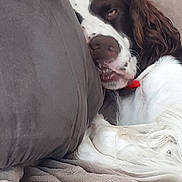 Taz a rejoint le concours — aidez-le/la à gagner de superbes lots ! dog, sleeping, cushion, blanket, brown, white, fur, pet, resting, indoors, cozy, relaxed, canine, animal, closeup, comfortable, collar, snout, paw, soft