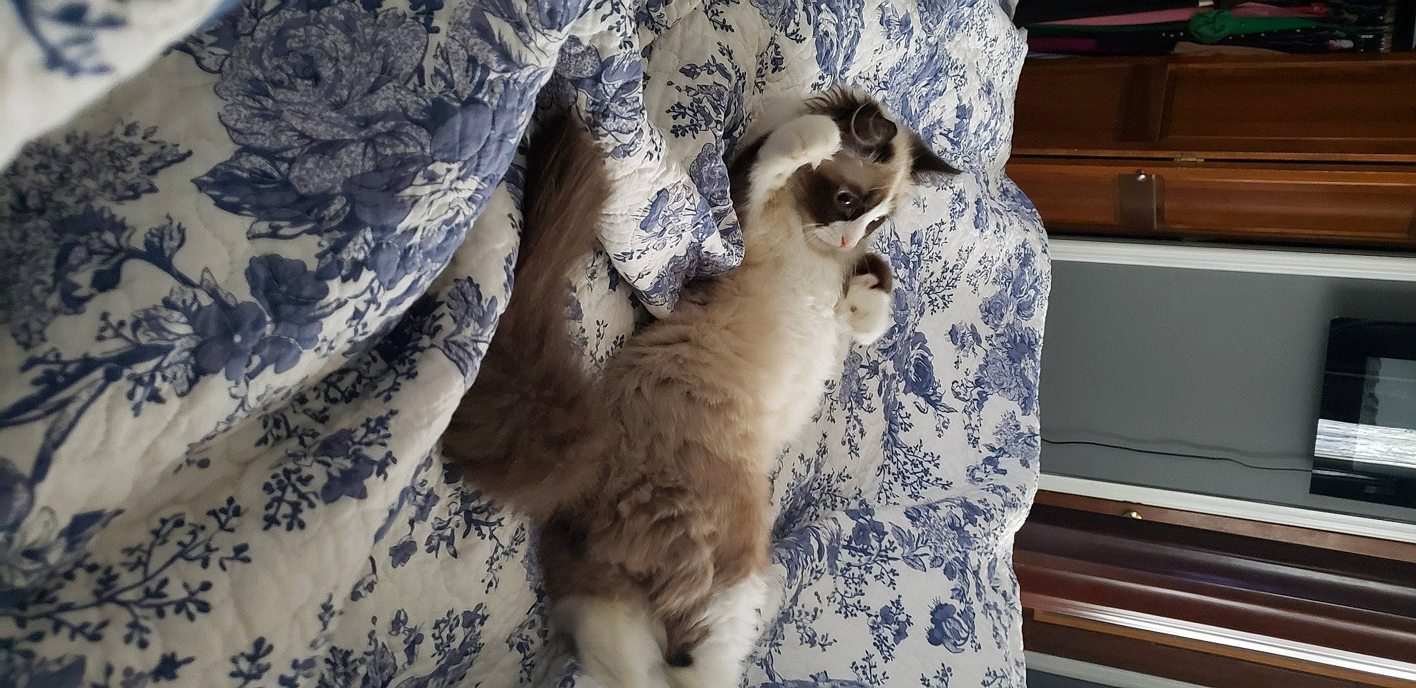 Cleocatra joined the competition — help win amazing prizes! cabinetry, canidae, carnivore, cat, comfort, companion_dog, domestic_short_haired_cat, fawn, felidae, fur, grey, pattern, paw, small_to_medium_sized_cats, tail, terrestrial_animal, whiskers, wildlife, wood