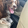dog, brown_dog, white_dog, tongue_out, happy_dog, car_interior, seat, pet, animal, canine, fur, close_up, excited, companion, travel, vehicle, window, seat_cover, domestic_animal, portrait