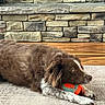 dog, brown_dog, white_paws, toy, knitted_toy, carpet, wood_floor, stone_fireplace, indoor, pet, animal, resting, lying_down, fur, ears, snout, home, cozy, relaxed, looking