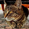 cat, tabby_cat, close_up, indoor, pet, fur, whiskers, paws, golden_eyes, animal, mammal, resting, looking_sideways, carpet, patterned_rug, domestic_cat, feline, closeup, portrait, cute