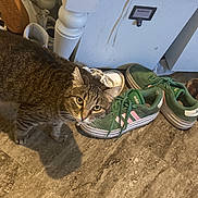 June is registered to the contest to win money with this photo: cat, tabby_cat, shoes, sneakers, green_shoes, floor, tile_floor, cabinet, white_cabinet, indoor, pet, curious, whiskers, fur, domestic_cat, animal, household, footwear, closeup, flooring