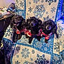 dog, poodle, black_dog, pet, sweater, chair, blanket, snowflake_pattern, indoor, remote_control, furniture, cozy, cute, animal, three_dogs, winter_theme, portrait, sitting, domestic, companion