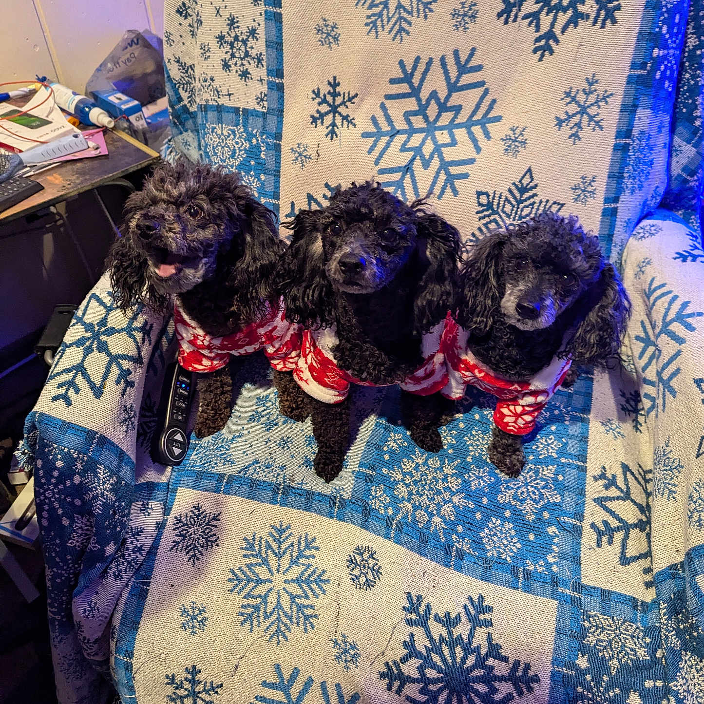 Ellie Daisy Dusty