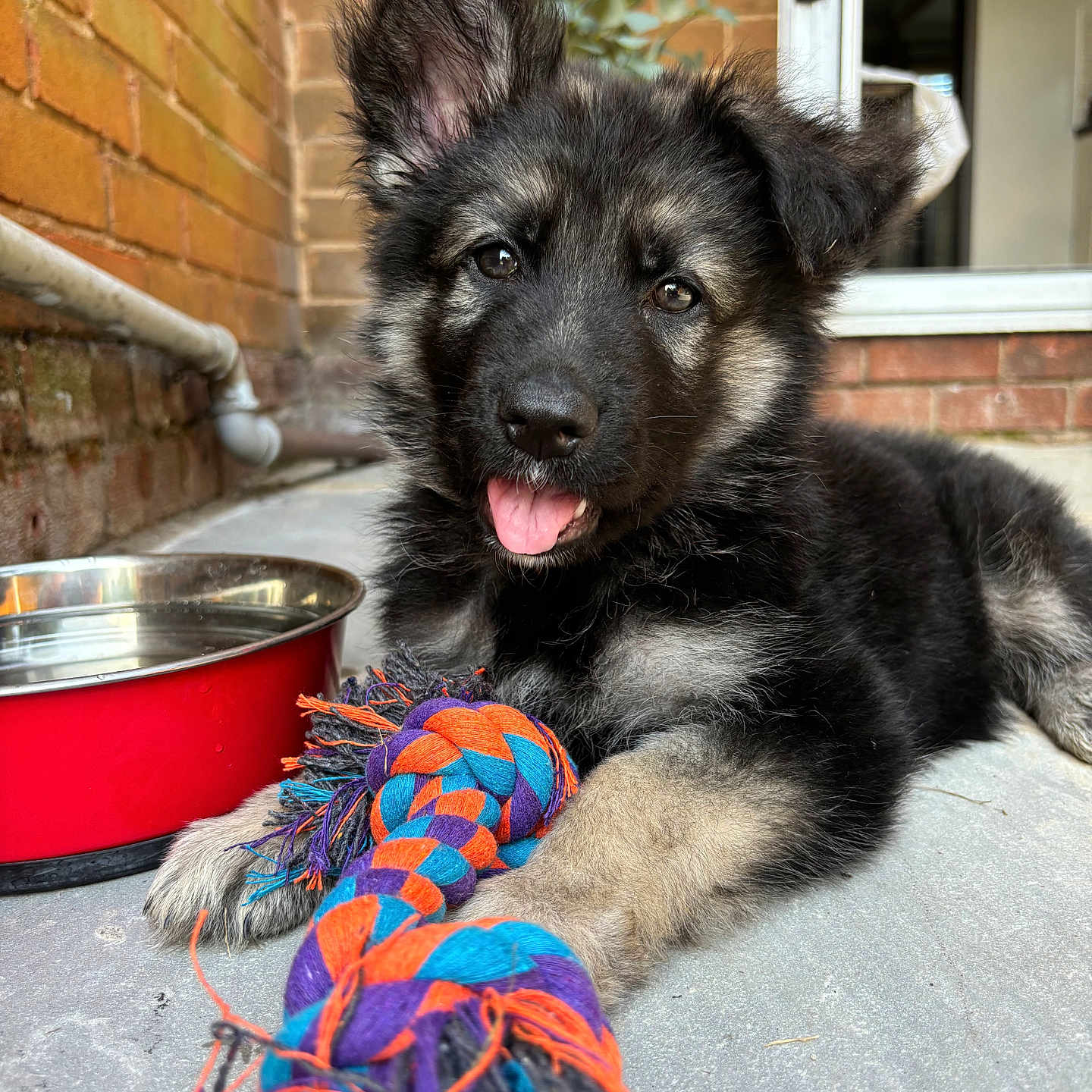 Murphy joined the competition — help win amazing prizes! alloywheel, animal, brick, canine, car, carwheel, dog, eskimodog, germanshepherd, husky, machine, pet, puppy, rope, slate, spoke, tire, transportation, vehicle, wheel