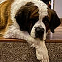 dog, saint_bernard, lying_down, carpet, step, indoor, pet, fur, paw, relaxed, brown, white, large_dog, home, resting, canine, animal, cute, fluffy, companion