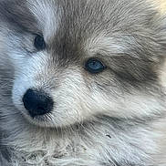 Aïko a rejoint le concours — aidez-le/la à gagner de superbes lots ! adorable, canine, centered_composition, close_up, cute, dog, eyes, face, fluffy_fur, gray_fur, mammal, nose, outdoor, pet, photography, portrait, puppy, soft_fur, white_fur, young_animal