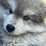adorable, canine, centered_composition, close_up, cute, dog, eyes, face, fluffy_fur, gray_fur, mammal, nose, outdoor, pet, photography, portrait, puppy, soft_fur, white_fur, young_animal