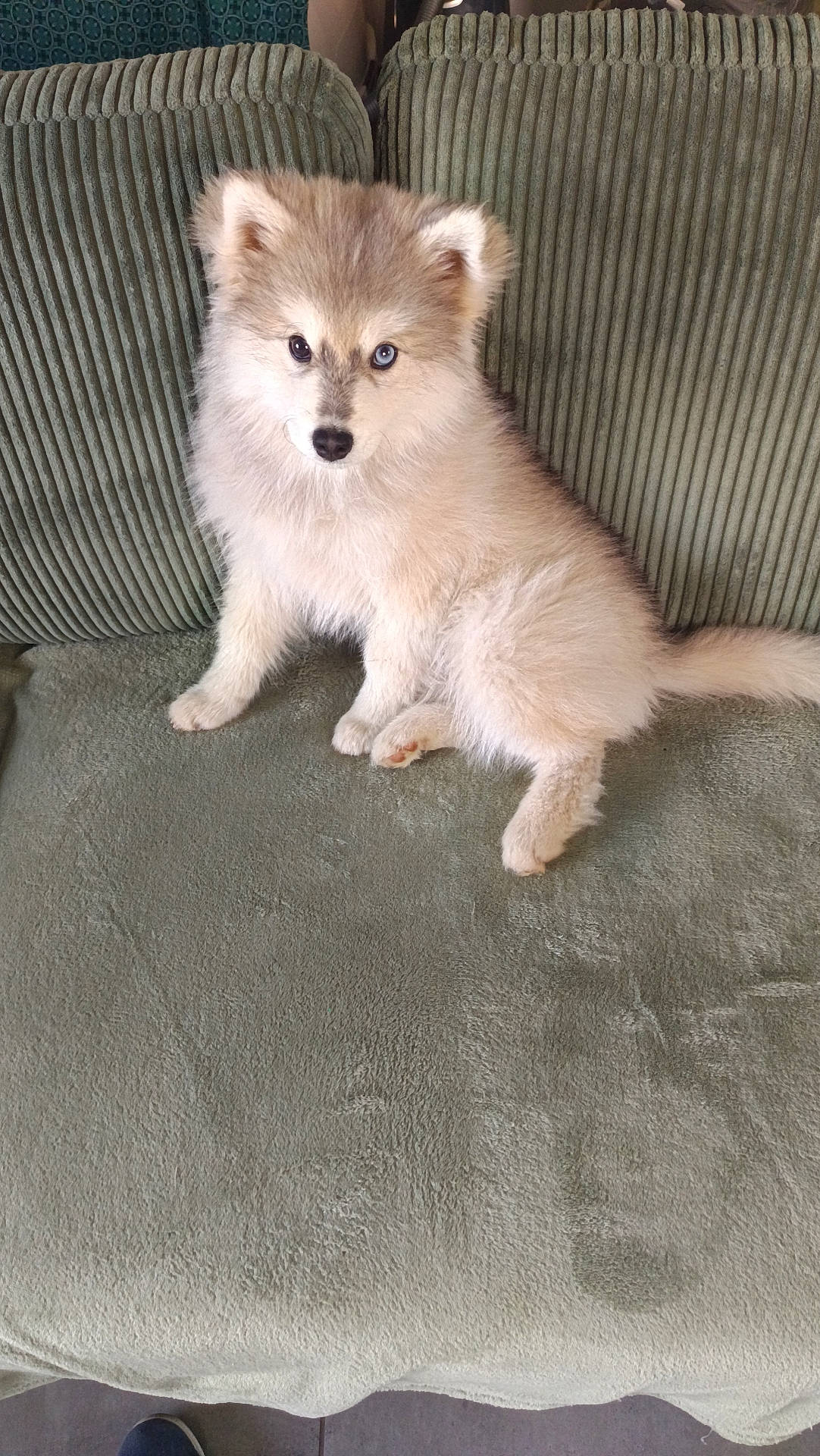 Aïko