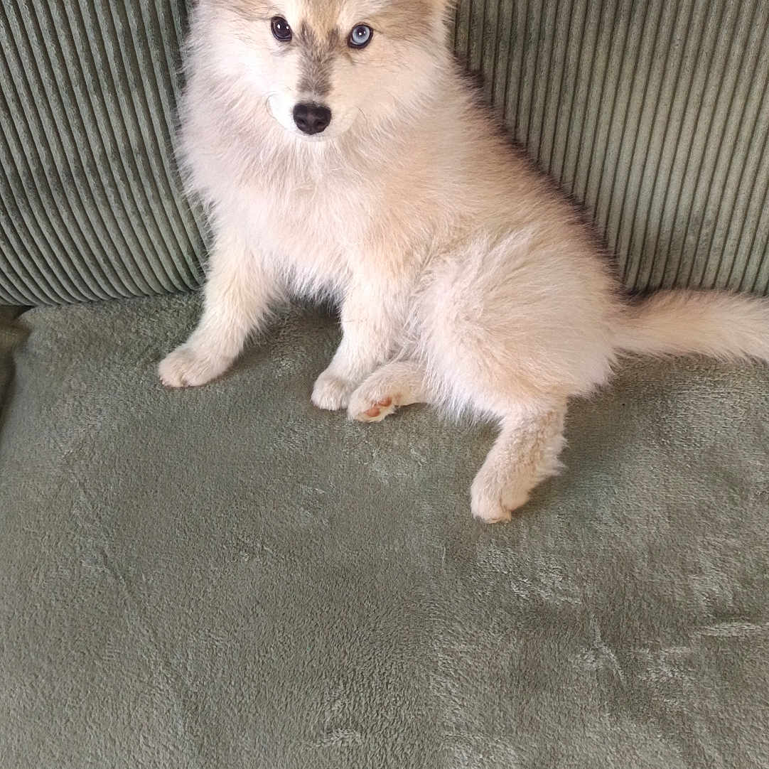 Aïko