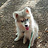 Aïko a rejoint le concours — aidez-le/la à gagner de superbes lots ! animal, blue_eyes, cute, dog, fluffy, gravel, leash, leaves, outdoor, park, pet, playful, portrait, puppy, shadow, sitting, sunlight, tongue_out, tree, white_fur