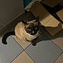 cat, siamese_cat, pet, animal, floor, tile, cardboard_box, bag, indoor, curious, whiskers, shadow, looking_up, feline, brown, black, white_spot, cute, domestic_cat, companion