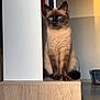 Milo a rejoint le concours — aidez-le/la à gagner de superbes lots ! cat, siamese_cat, pet, animal, feline, blue_eyes, fur, indoor, wooden_surface, sitting, portrait, calm, natural_light, shadow, home, laundry_basket, floor_tiles, ears, whiskers, tail