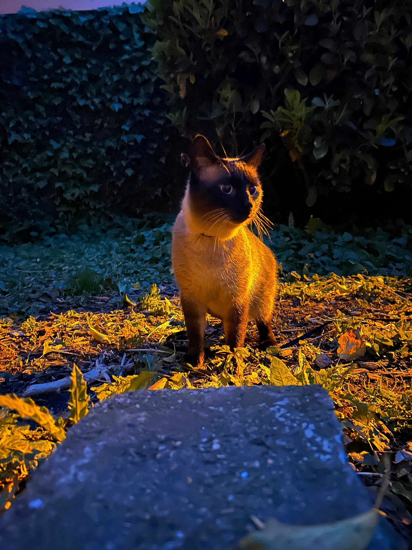 Milo a rejoint le concours — aidez-le/la à gagner de superbes lots ! cat, siamese_cat, animal, outdoor, garden, plants, foliage, evening, dusk, shadow, light, curious, alert, nature, pet, mammal, whiskers, fur, ground, leaves