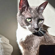 Perle participe au concours pour gagner de l'argent avec cette photo : cat, gray_cat, white_chest, green_eyes, animal, pet, feline, whiskers, ears, fur, close_up, portrait, indoor, sunlight, shadow, dramatic_lighting, sitting, alert, bed, home