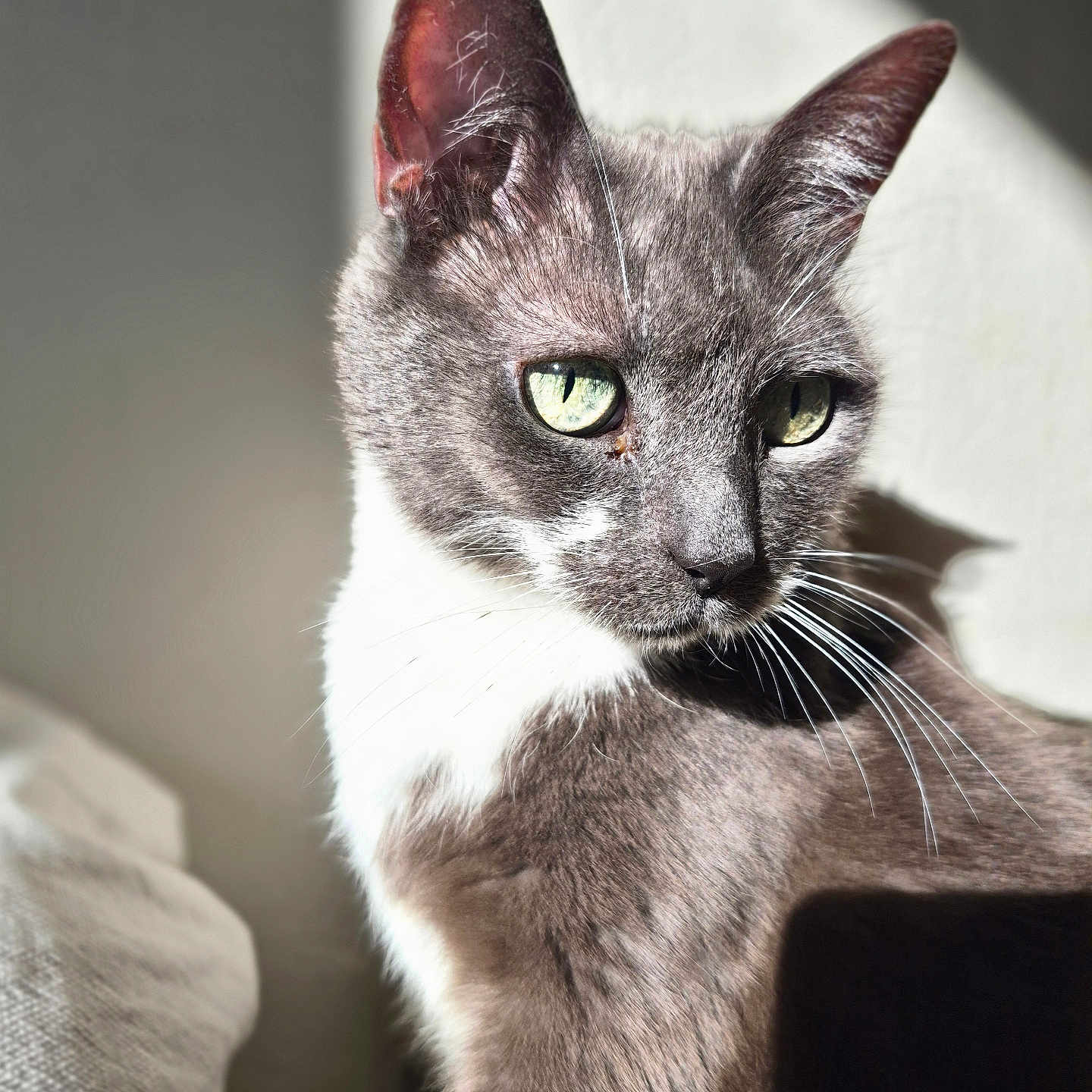 Perle participe au concours pour gagner de l'argent avec cette photo : cat, gray_cat, white_chest, green_eyes, animal, pet, feline, whiskers, ears, fur, close_up, portrait, indoor, sunlight, shadow, dramatic_lighting, sitting, alert, bed, home