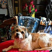 Roxie Rice is registered to the contest to win money with this photo: animal, blanket, brown, chair, cozy, decor, dog, flowers, fur, indoor, laying_down, motorcycle_throw, pet, portrait, red, relaxed, roses, vase, white, wooden_furniture