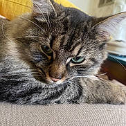 Luffy participe au concours pour gagner de l'argent avec cette photo : abyssinian, animal, architecture, armchair, building, cat, chair, couch, cushion, furniture, homedecor, indoors, kitten, linen, livingroom, manx, person, pet, room, sleeping