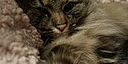 Luffy a rejoint le concours — aidez-le/la à gagner de superbes lots ! abyssinian, animal, armchair, blanket, bodypart, cat, chair, couch, furniture, homedecor, kitten, manx, mouth, person, pet, siamese, sleeping