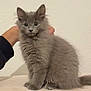 animal, curious, cute, domestic_cat, ears, face, feline, fluffy, fur, gray_cat, hand, indoor, kitten, pet, sitting, soft_texture, supporting, wall, whiskers, young_cat