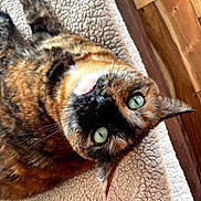 Lola joined the competition — help win amazing prizes! cat, tortoiseshell, pet, animal, feline, green_eyes, lying_down, blanket, cozy, indoor, fur, whiskers, cute, domestic, relaxed, looking_up, ears, nose, portrait, closeup