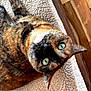 cat, tortoiseshell, pet, animal, feline, green_eyes, lying_down, blanket, cozy, indoor, fur, whiskers, cute, domestic, relaxed, looking_up, ears, nose, portrait, closeup