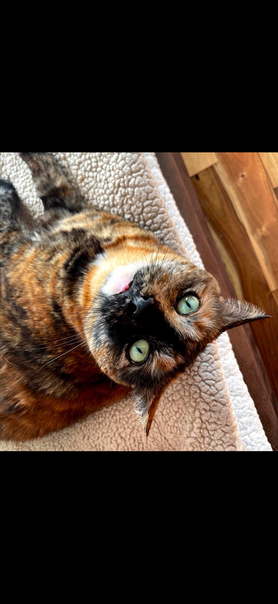 Lola