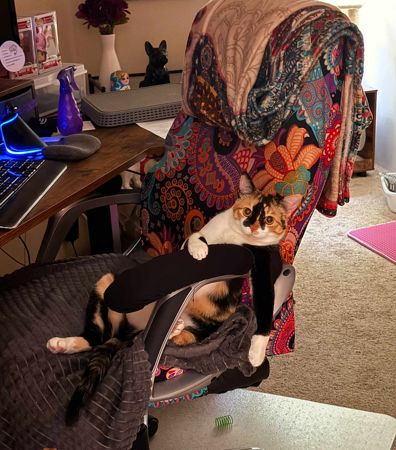 Quinn