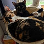 Quinn joined the competition — help win amazing prizes! animal, cat, cat_hammock, companion, cozy, cuddling, cute, domestic_animal, ears, feline, fur, indoor, looking, pets, relaxed, resting, tortoiseshell_cat, two_cats, whiskers, window