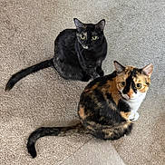 Quinn is registered to the contest to win money with this photo: cat, cats, calico_cat, black_cat, tortoiseshell, feline, pet, indoor, carpet, two_animals, pair, looking_up, green_eyes, whiskers, tail, sitting, domestic_animal, cute, portrait, household