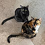 black_cat, calico_cat, carpet, cat, cats, cute, domestic_animal, feline, green_eyes, household, indoor, looking_up, pair, pet, portrait, sitting, tail, tortoiseshell, two_animals, whiskers