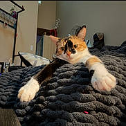 Quinn joined the competition — help win amazing prizes! animal, blanket, calico_cat, cat, close_up, comfort, cozy, cute, domestic_cat, furniture, green_eyes, home, indoor, paws, pet, relaxed, resting, soft, stretching, texture