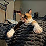 animal, blanket, calico_cat, cat, close_up, comfort, cozy, cute, domestic_cat, furniture, green_eyes, home, indoor, paws, pet, relaxed, resting, soft, stretching, texture
