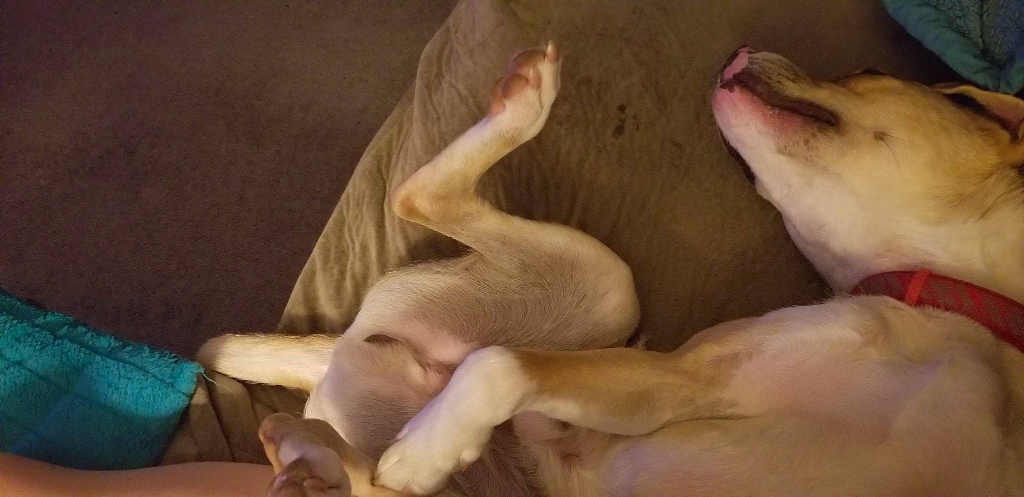 Kooper is registered to the contest to win money with this photo: canidae, carnivore, comfort, companion_dog, dog, dog_breed, fawn, nap, non_sporting_group, paw, snout, sporting_group, terrestrial_animal, whiskers