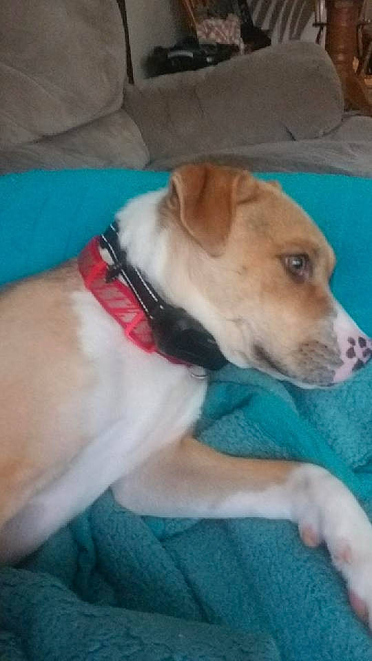 Kooper joined the competition — help win amazing prizes! canidae, carnivore, collar, comfort, companion_dog, couch, dog, dog_breed, dog_clothes, dog_collar, dog_supply, fawn, paw, puppy, snout, sporting_group, tail, whiskers, working_animal, wrist