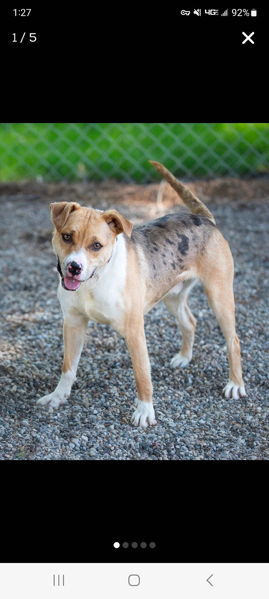 Kooper is registered to the contest to win money with this photo: canidae, carnivore, collar, companion_dog, dog, dog_breed, dog_collar, fawn, fence, grass, mesh, paw, pet_supply, plant, snout, soil, sporting_group, tail, terrestrial_animal, wire_fencing